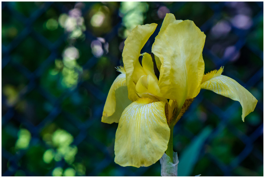 yellow iris in the backyard by jernst1779