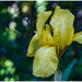 yellow iris in the backyard by jernst1779
