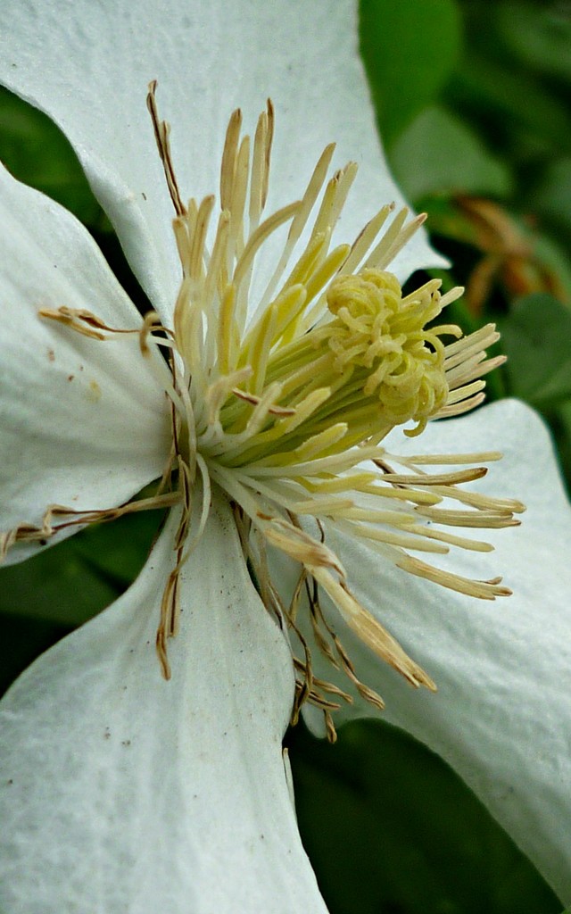 Clematis  by countrylassie
