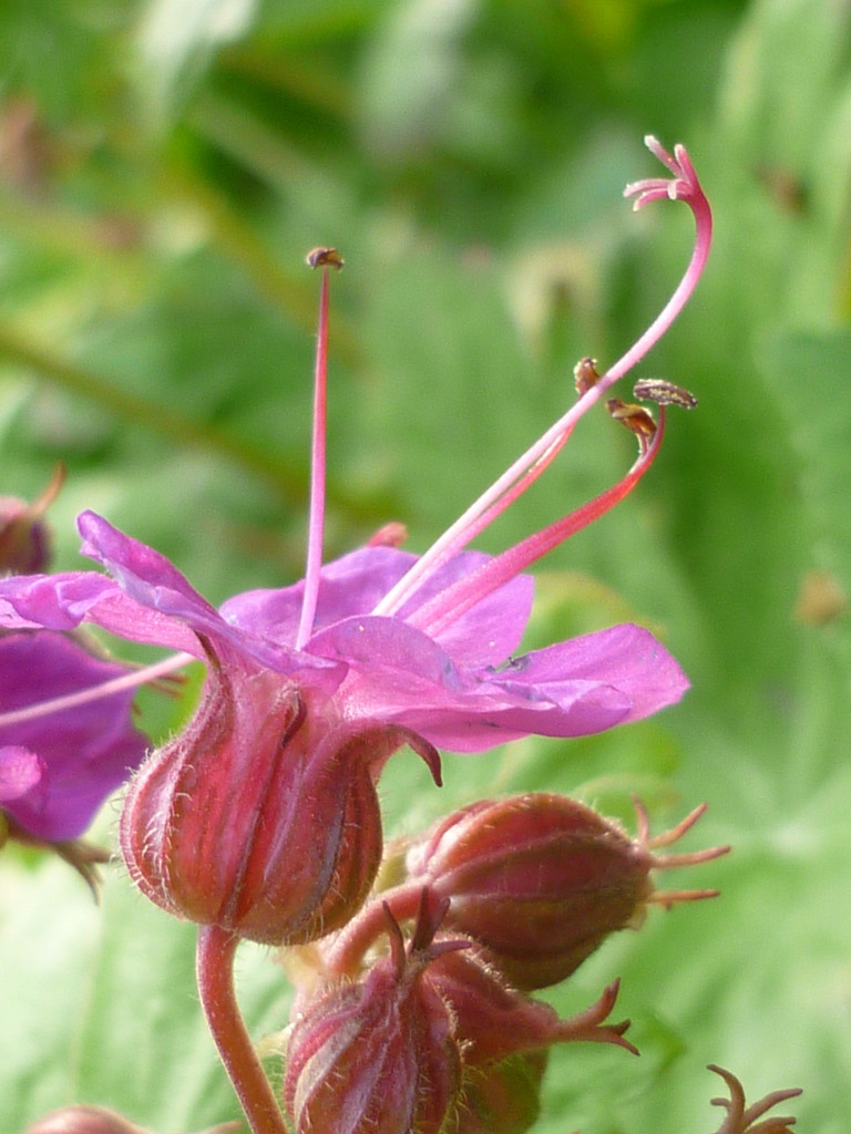 Pretty in pink  by countrylassie