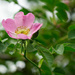 Rosa Rubiginosa Eglantine by gardencat