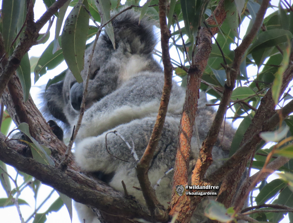 lil Stella by koalagardens