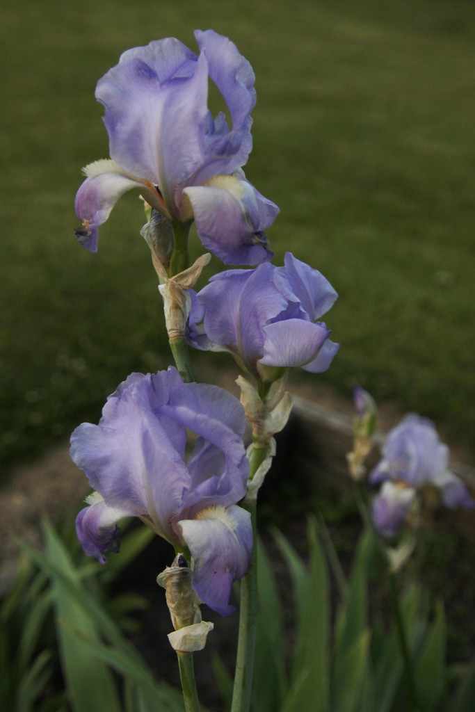 Irises by bjchipman