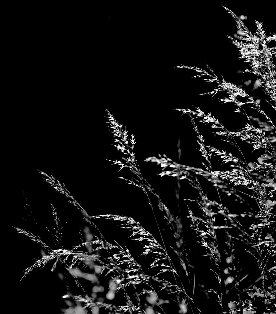 Grasses in Black and White by redandwhite