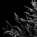 Grasses in Black and White by redandwhite