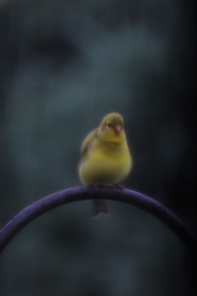 Goldfinch In Rain by bjchipman