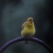 Goldfinch In Rain by bjchipman