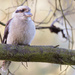 Kookaburra sits in the old gum tree by ulla