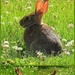 A bunny! by homeschoolmom