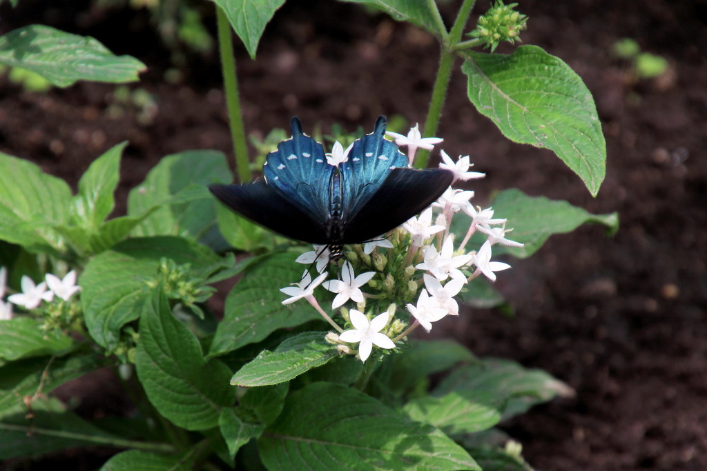 Blue Butterfly by randy23