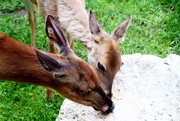 15th Jun 2018 - Deers Sharing Lunch