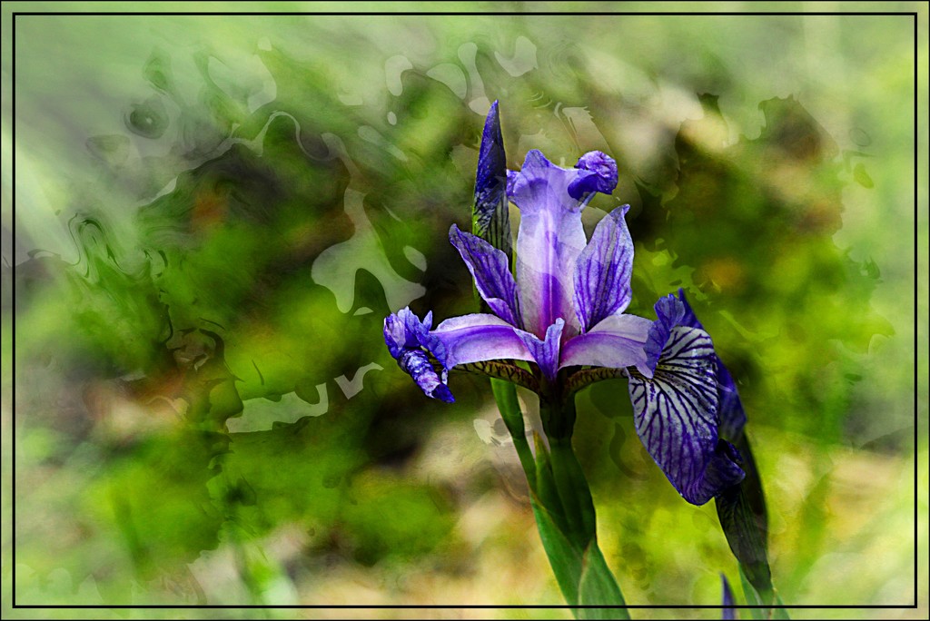 Blue Flag Iris by olivetreeann