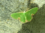 15th Jun 2018 - Moths of Warwickshire 3. Blotched emerald 