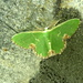 Moths of Warwickshire 3. Blotched emerald  by steveandkerry
