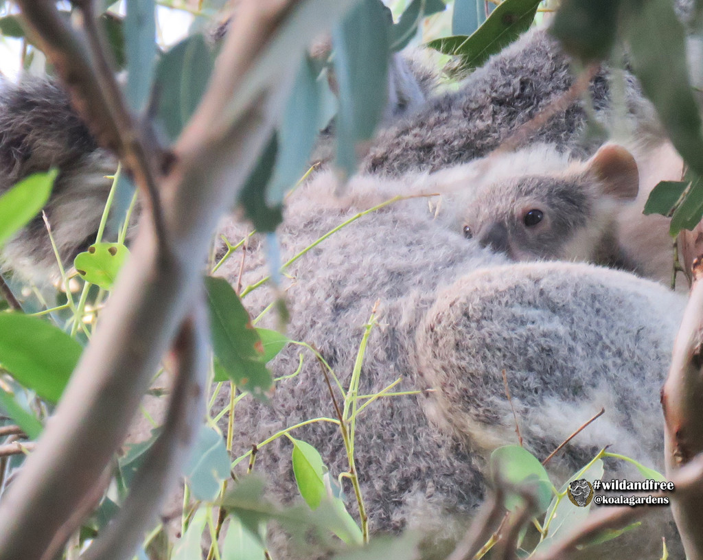 finally by koalagardens