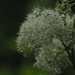 Swamp Spirea by jacqbb