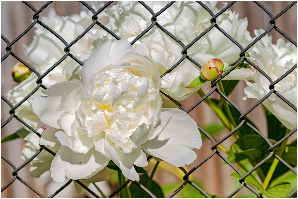 peony in the back yard by jernst1779