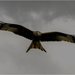 Red Kite by pcoulson