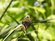 15th May 2018 -  Speckled Wood 