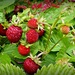 Wild Strawberries by judithdeacon