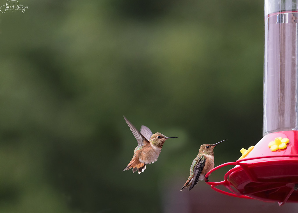 Baby Hummers At the Feeder by jgpittenger