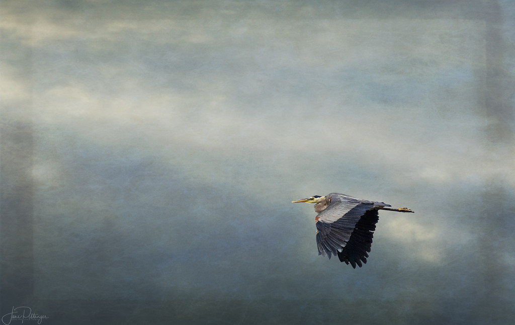 Blue Heron Flying  with Textures by jgpittenger