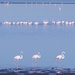 Flamingos by ellida