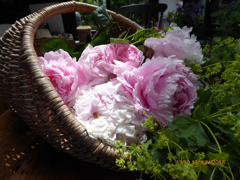 A basket of pink peony's and roses from the garden by snowy