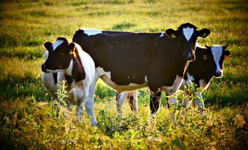 Evening Cows by carole_sandford
