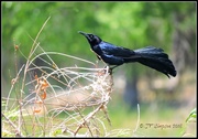 10th Jun 2018 - Great-Tailed Grackle