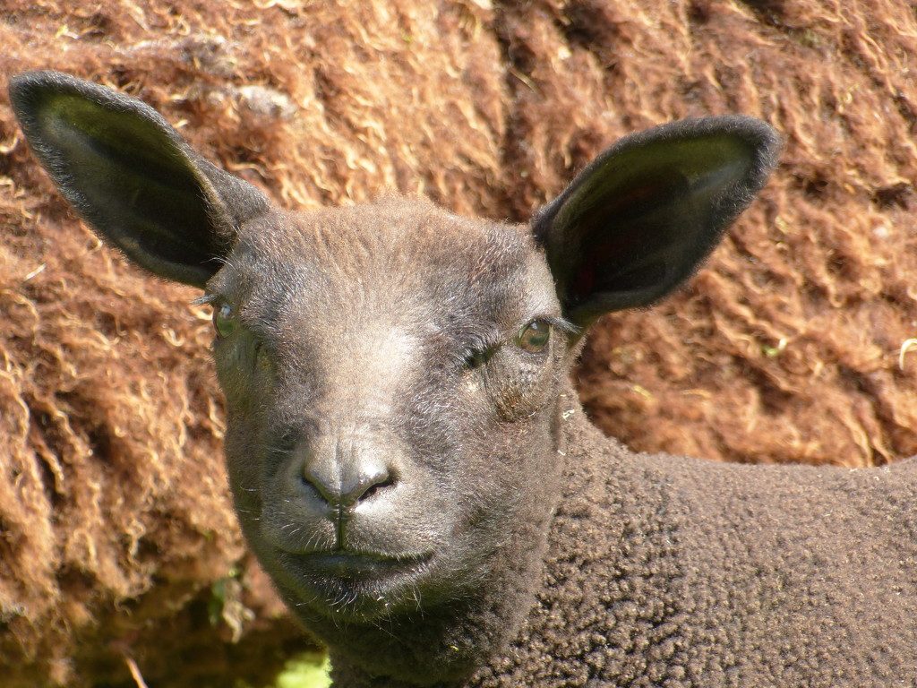 Ba ba black sheep by shirleybankfarm