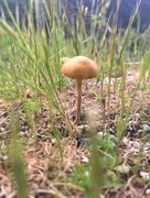 13th Jun 2018 - Little mushroom. 
