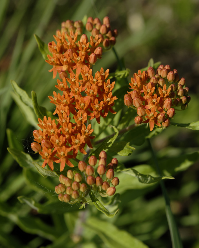 Butterfly Milkweed closeup by rminer