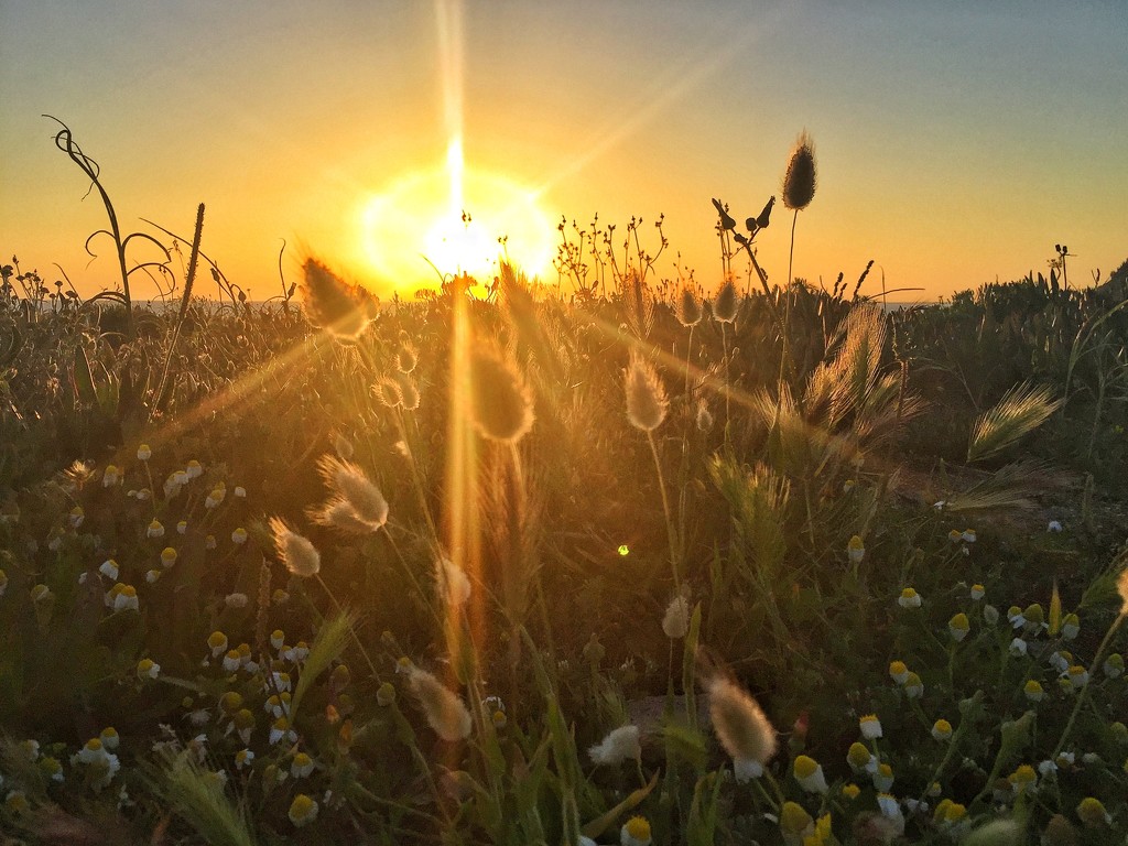 Sunset and wild seeds.  by cocobella