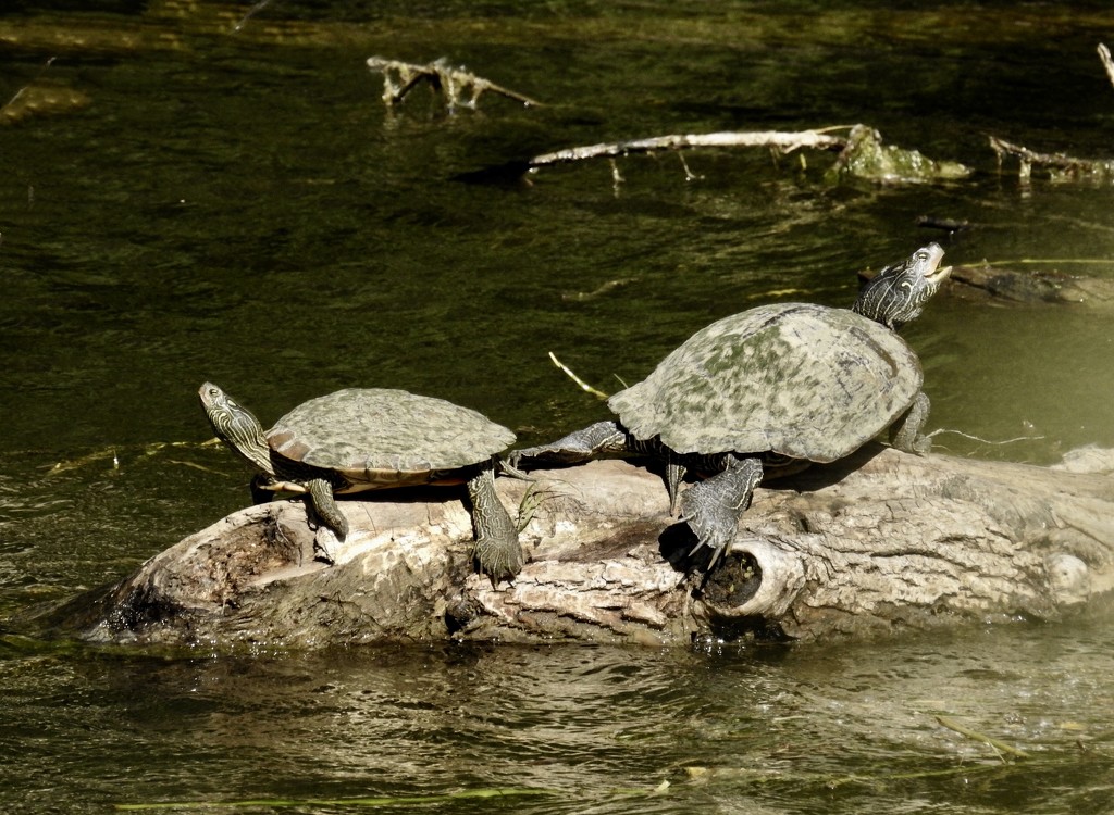 Happy Together- by the Turtles by amyk