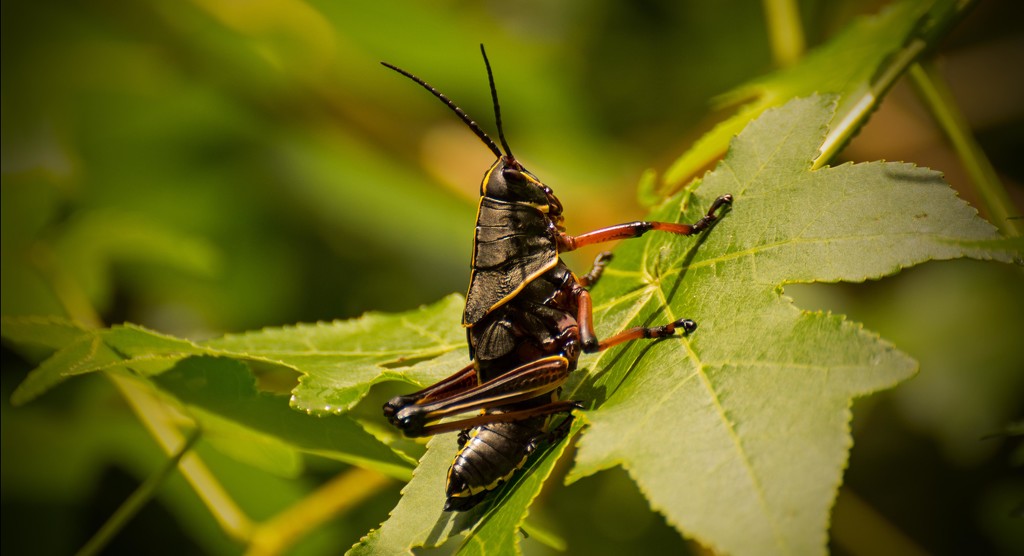 Giant Grasshopper! by rickster549