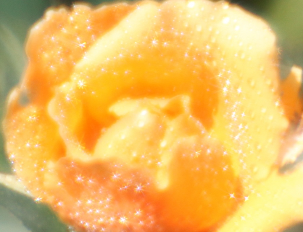 lensbaby plastic optic with star aperture and macro 10x treatment on "Just Joey" rosebud by lbmcshutter