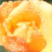lensbaby plastic optic with star aperture and macro 10x treatment on "Just Joey" rosebud by lbmcshutter