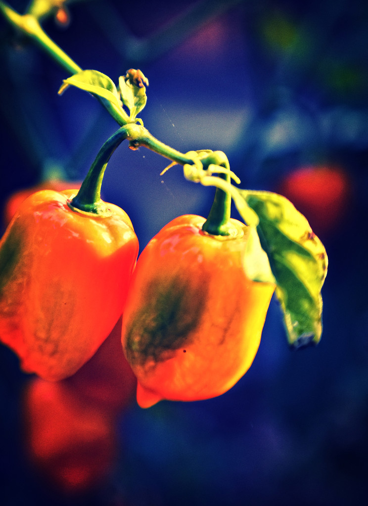 habanero by annied