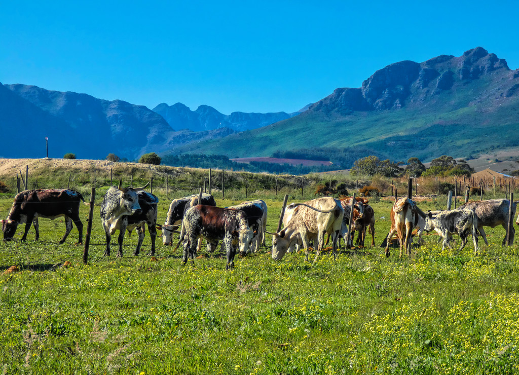 Cattle grazing by ludwigsdiana