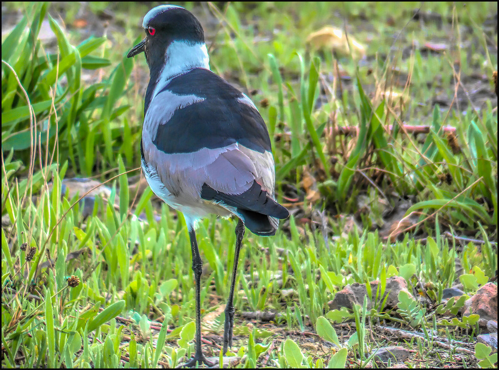 A Lapwing going walkabout. by ludwigsdiana