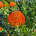 Pincushions about to pop. by ludwigsdiana