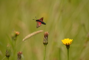 16th Jun 2018 - Burnet moth......