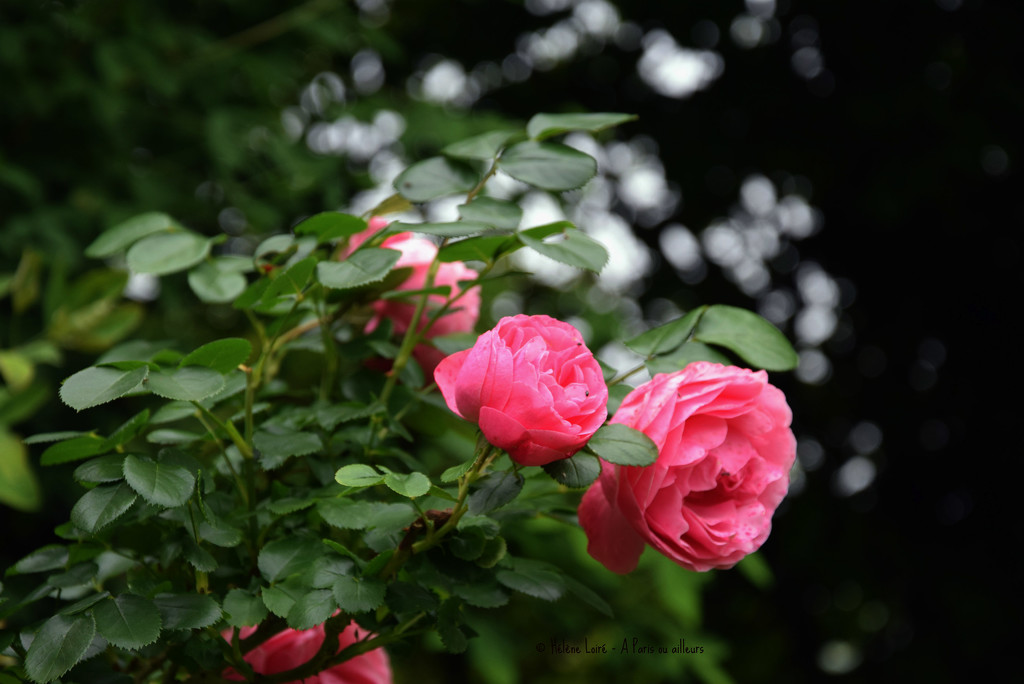 roses  by parisouailleurs