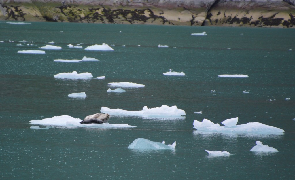 Seals on ice by bigdad