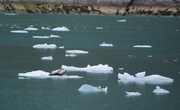 16th Jun 2018 - Seals on ice