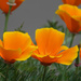 California Poppy by seattlite