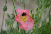 15th Jun 2018 - Bumblebee on pink poppy