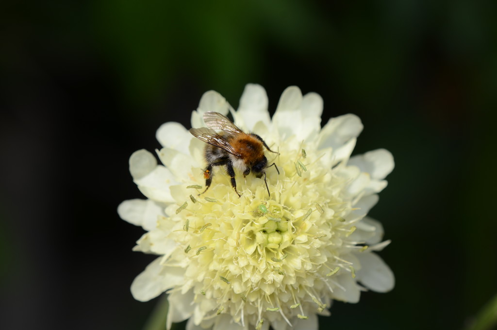 Bumblebee together with plant louse by ninihi
