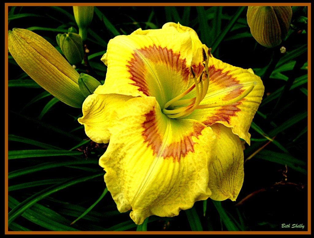 Day Lily of the Day by vernabeth